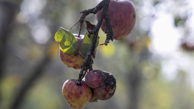 kashmiri Apple